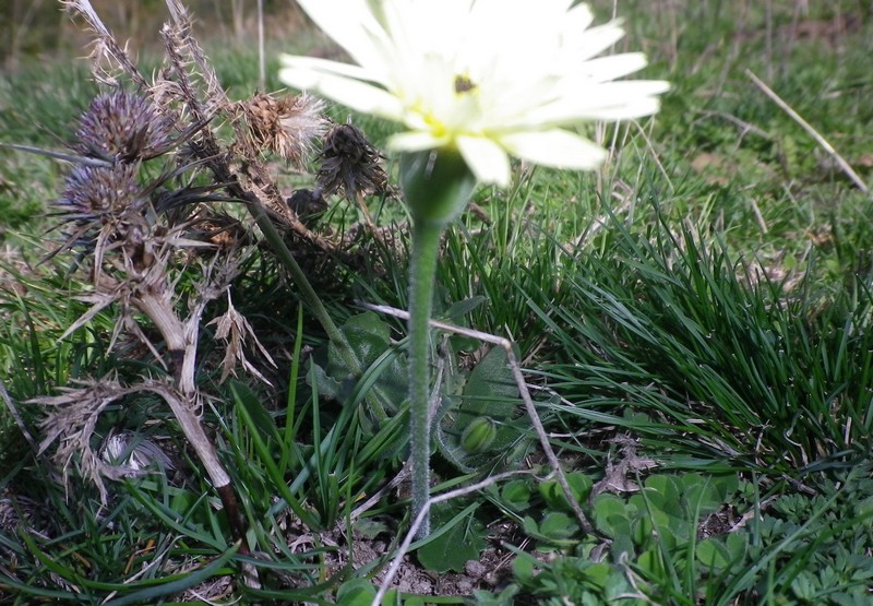 Fiore giallo citrino - Urospermum dalechampii